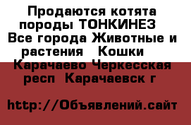 Продаются котята породы ТОНКИНЕЗ - Все города Животные и растения » Кошки   . Карачаево-Черкесская респ.,Карачаевск г.